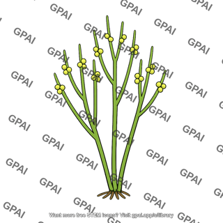 Whisk fern with sporangia