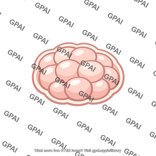 Embryonic development early