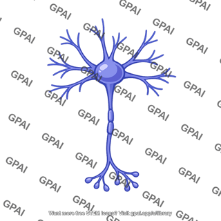 Inhibitory neuron