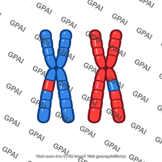 Chromosome reciprocal translocation