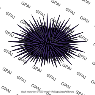 Sea urchin