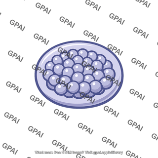 Chlamydia cell