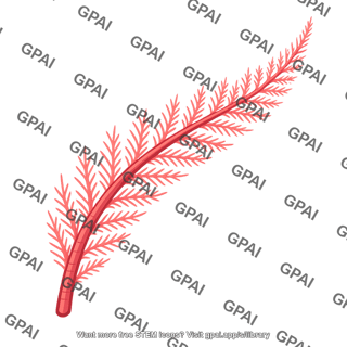 Feathery tentacle
