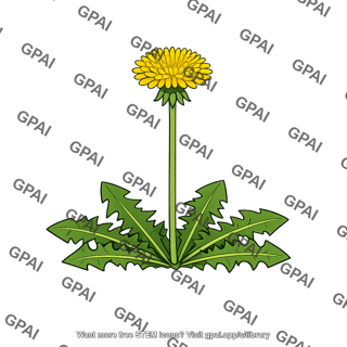 Dandelion flowering