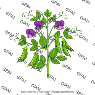 F1 hybrid pea plant