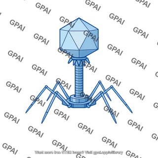 T phage