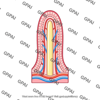 Small intestine absorptive villus
