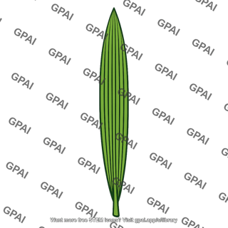Leaf parallel veined