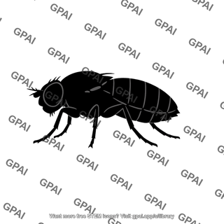 Drosophila body black