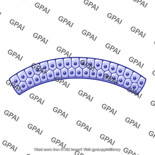 Ectodermal cell layer