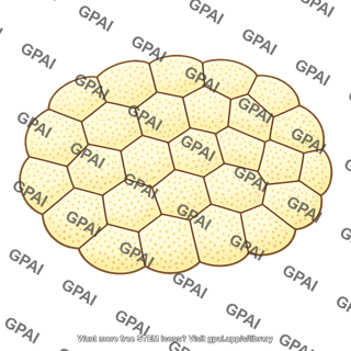 Endosperm cells
