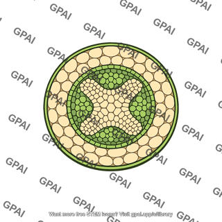 Vascular cylinder