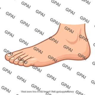 Human foot