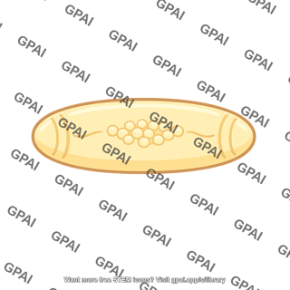 Drosophila embryo early