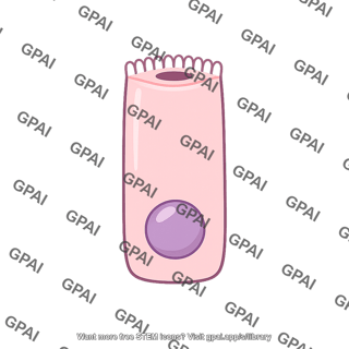 Gastric pit cell