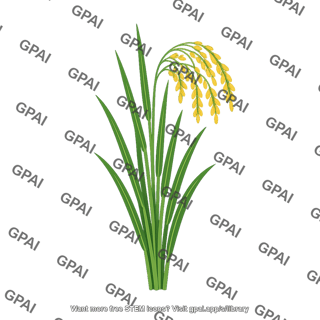 Oryza sativa