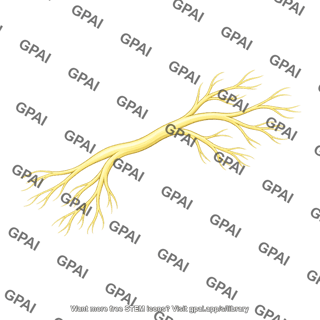 Branching nerve