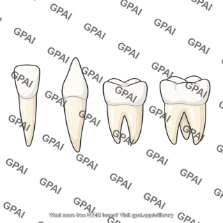 Vertebrate teeth types