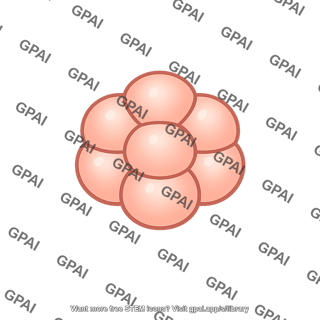 Indeterminate cleavage