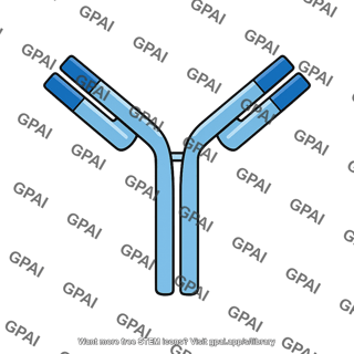 Antibody igg