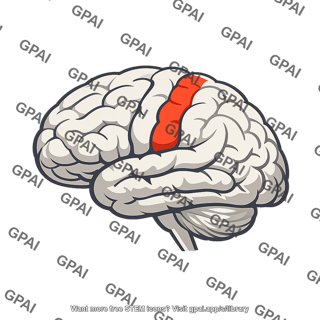 Cerebral motor cortex