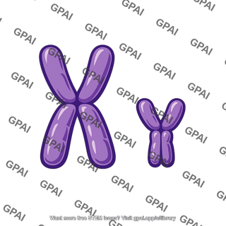 Human sex chromosomes metaphase