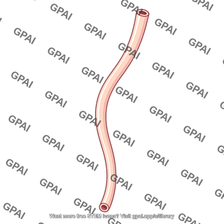 Ureter
