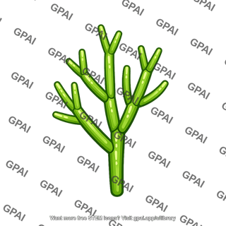 Ancestral green alga