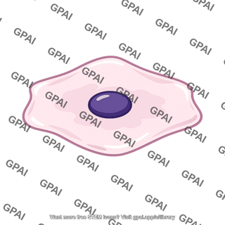 Human cheek cell