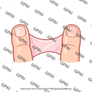 Embryonic webbing