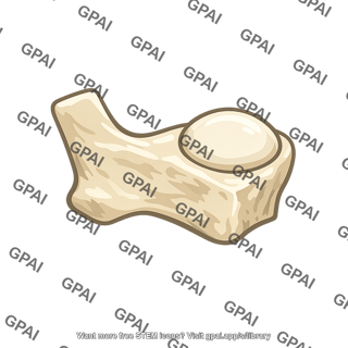 Articular bone