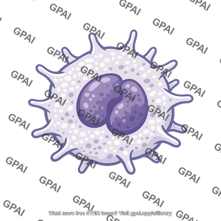 Activated white blood cell