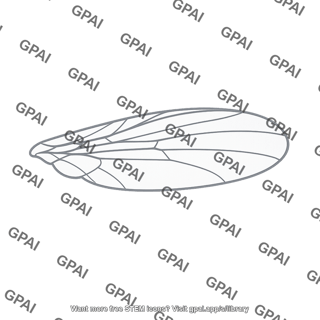 Fruit fly wing normal