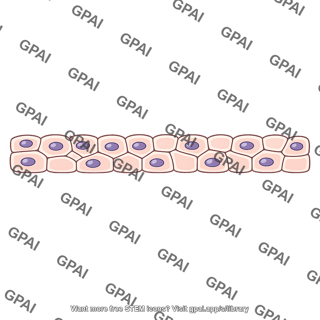 Cell layer
