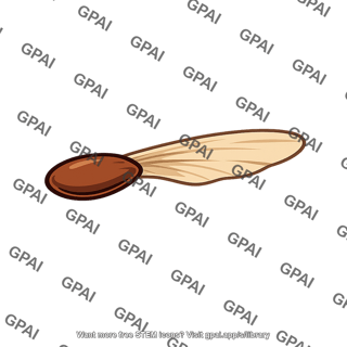 Pine seed