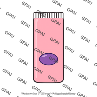 Differentiated intestinal cell