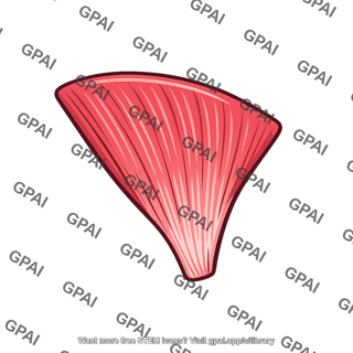 Masseter muscle