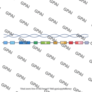 Globin gene family