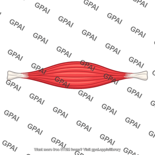 Relaxed skeletal muscle