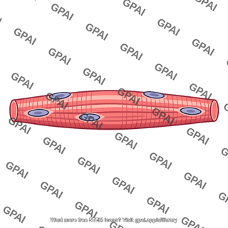 Muscle cell differentiated