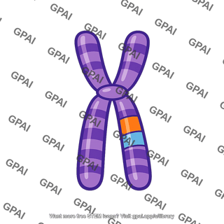 Translocated chromosome