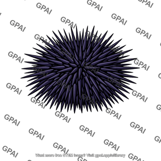 Sea urchin