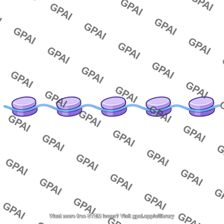 Euchromatin 10nm fiber