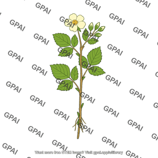Plant specimen