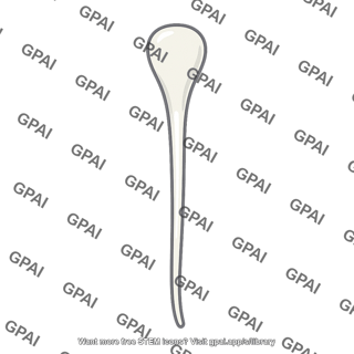 Lancelet nerve cord tip