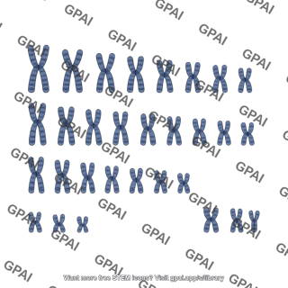 Human karyotype