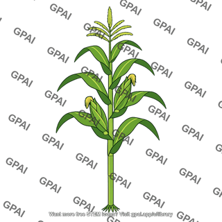 Corn plant
