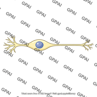 Sensory neuron bipolar simplified