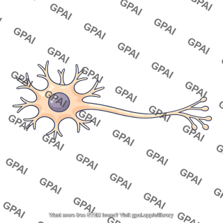 Neuron