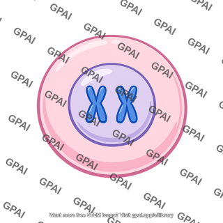Zygote xx